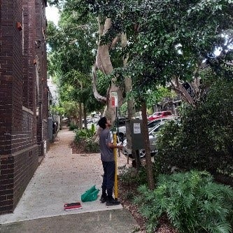 Urban Tree Collection