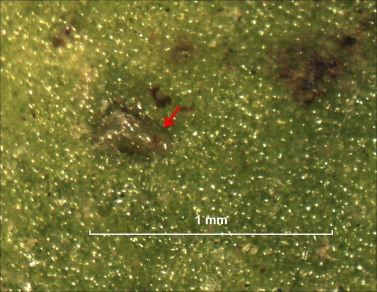 Egg of the greenhouse thrip