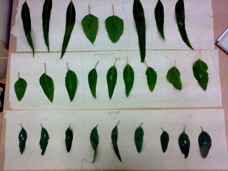 Mature Euc leaves