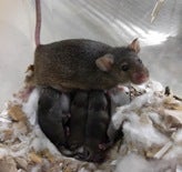 Mouse and babies