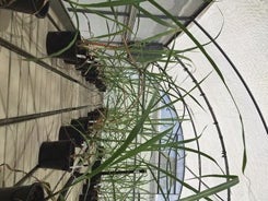 Sugarcane Experiment