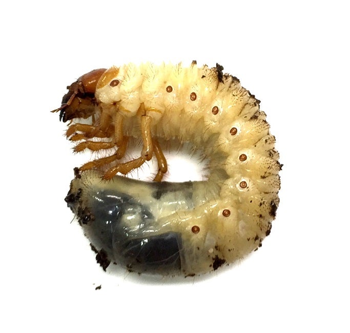 Canegrub Larvae