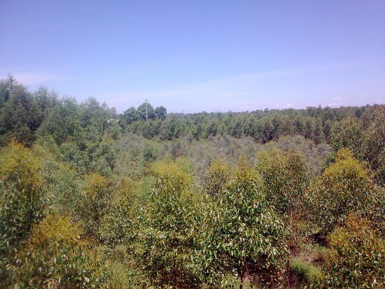 Common Garden (3 years old)