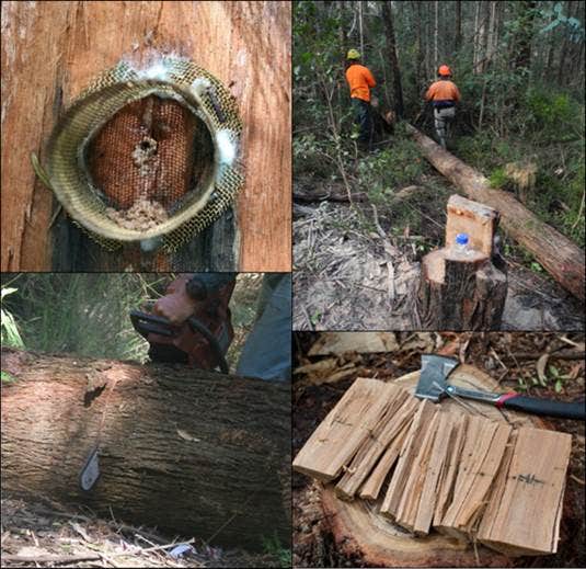 Methods to collect Austroplatypus incompertus in the field