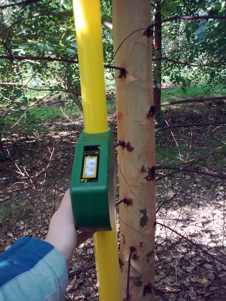 Measuring tree heights
