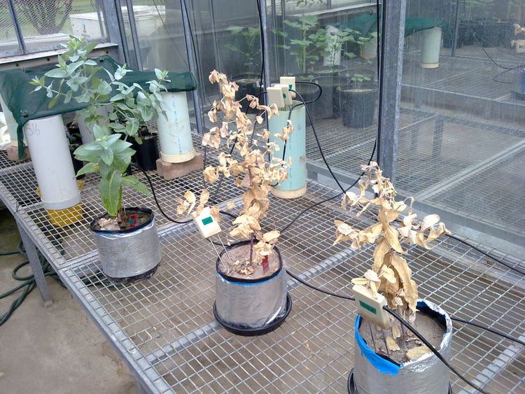 Project - What Kills Plants