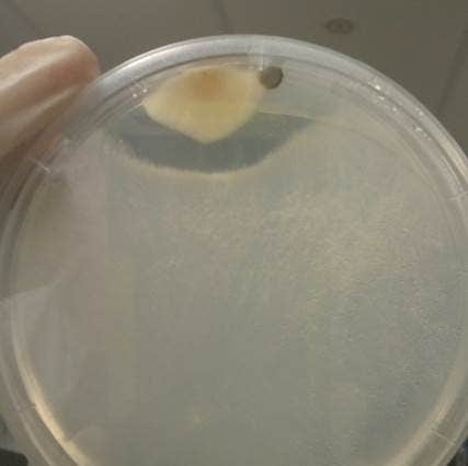 Fungal interactions of fungi isolated from Austroplatypus incompertus