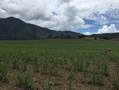 SRA Canefield, near Cairns
