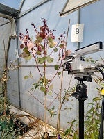 Measuring Gas Exchange