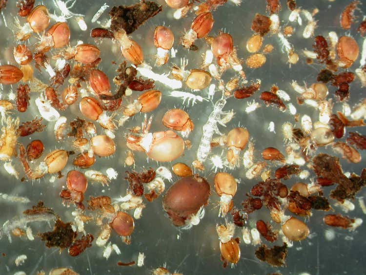 Fauna within a single soil core