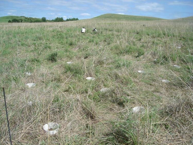Project Bluestem, Kansas, USA