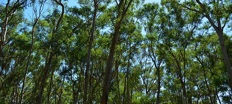 Ecosystem Function and Integration