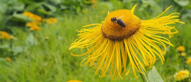 Yellow flower with bee