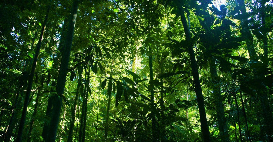 how-will-rainforest-trees-cope-with-warmer-climates