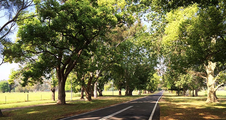 Mature Landscape Trees