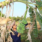 digi_farming_thumbnail