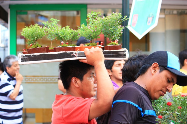 Side-shot of man holding miniature trees in Lima