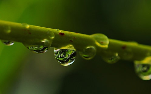 Water droplets