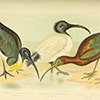 Thumbnail image of three ibis - illustration