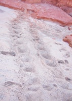 Turtle tracks in the sand - a pair of round circles repeated in a line.