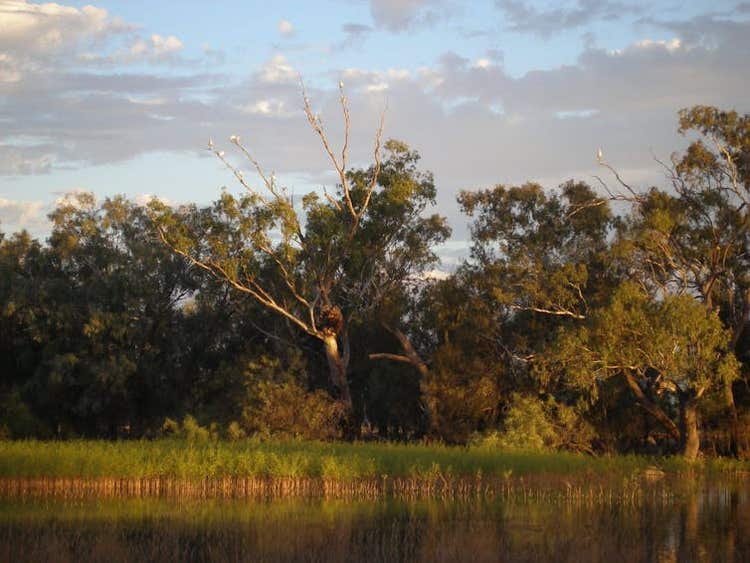 wetlands and birds on high trees
