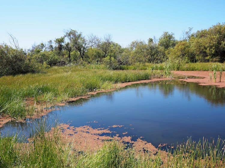 wetlands, pond and reeds