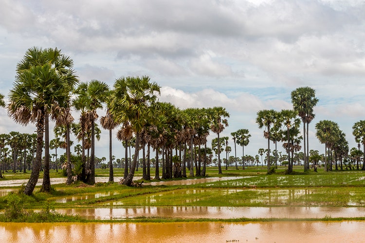 Rice fields in Kampong Cham province in Cambodia.