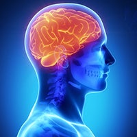 A side view of the human brain within the shape of a person - illustration.