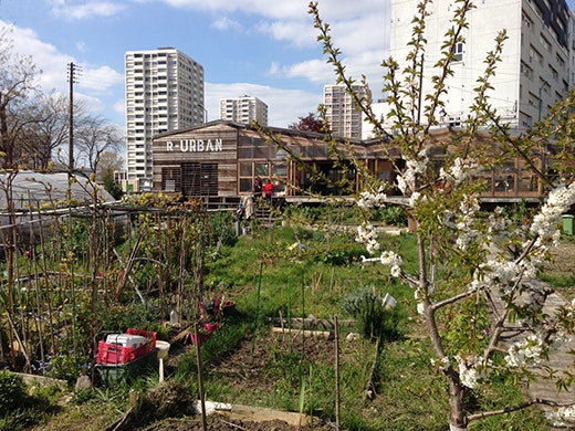 A green community garden against a backdrop of tall city buildings.