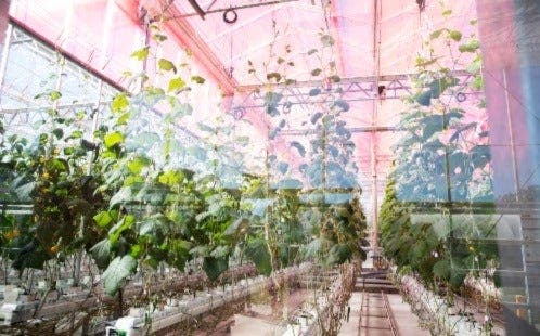 Glasshouse - Western Sydney University