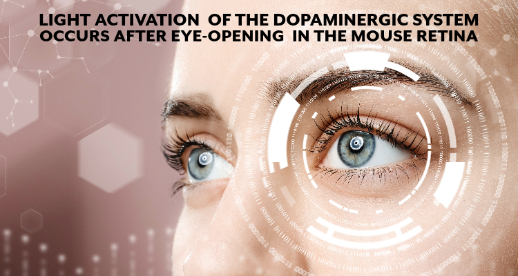 Retina and Light Activation