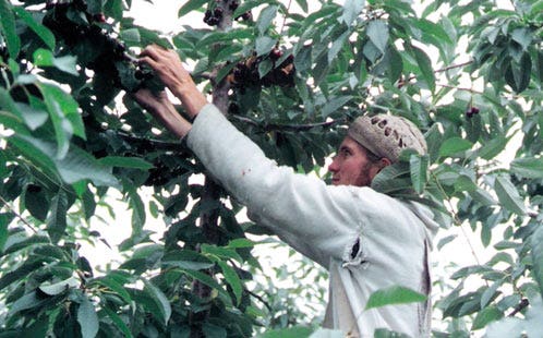 Migrant worker picks fruit