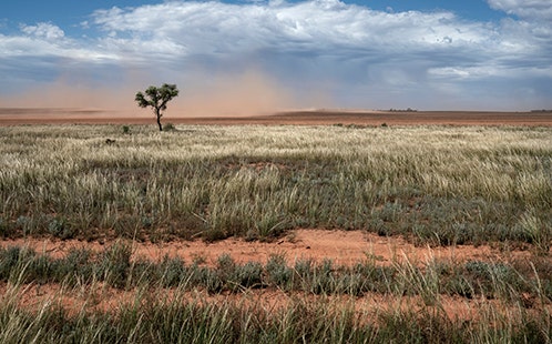 Dust Clouds and grass plains