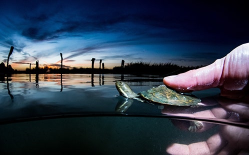 Ricky Spencer and turtle