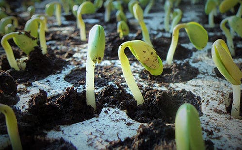 Sprouting seedlings