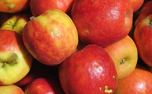 Alternaria fungus on apples