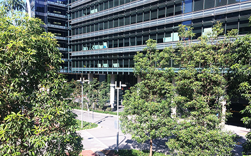 Lophostemon confertus in Sydney CBD