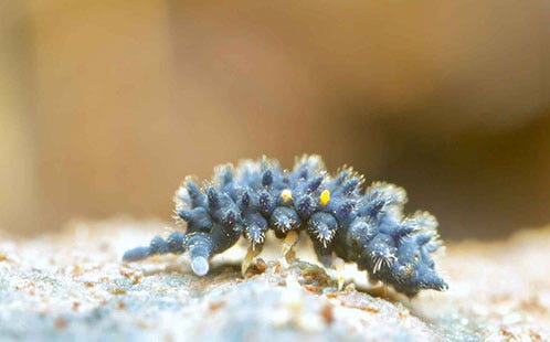 Collembola