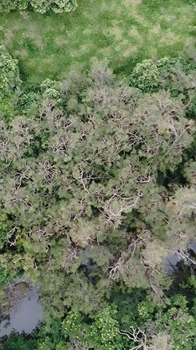 Drone footage of forest trees with flying foxes much less visible to human eye