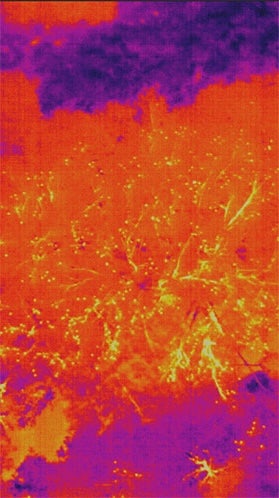 Thermal imagery showing flying foxes visible in trees through thermal camera effects