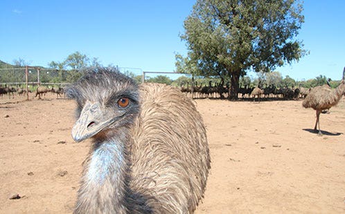 Emu