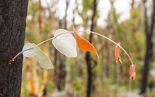 Fire-affected tree resprouting after Black Summer fires
