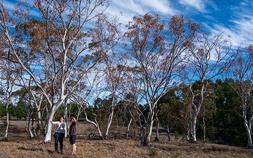Dieback of eucalypts at Armidale