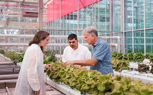 Protected Cropping at the Glasshouse