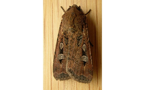 Bogong_Moth_65_498x310