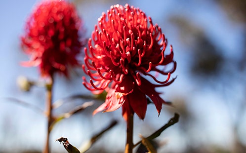 Red Waratahs