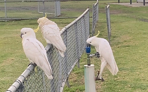 Cockatoos drinking from water fountain