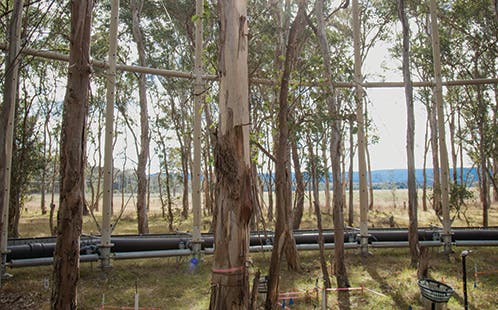 Western Sydney University ceommemorates its 35th anniversary