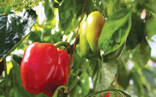 Western Sydney University ceommemorates its 35th anniversary