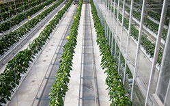 Glasshouse Rows of crops